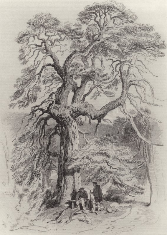 Under det gamle grantræ af Edwin Landseer