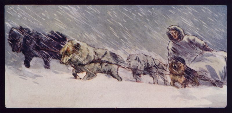 Et Esquimaux slædehundehold (farvefoto) af Edwin Noble