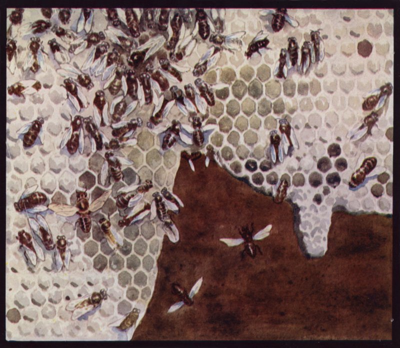 Bier på arbejde på honeycomb (farve litho) af Edwin Noble
