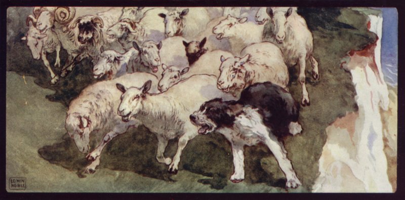 Bobtailed fårehund og flok på klipperne (farve litho) af Edwin Noble