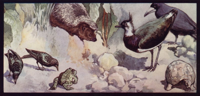 Fjender af ormen og sneglen (farve litho) af Edwin Noble