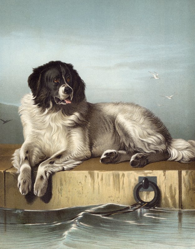 Et fornemt medlem af Humane Society af Edwin after Landseer