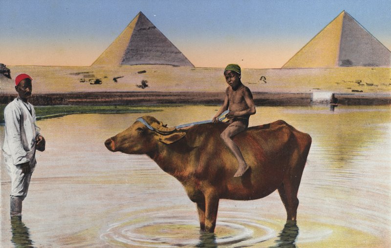 Cairo, pyramider og bøfler på Nilen (farvefoto) af Egyptian Photographer