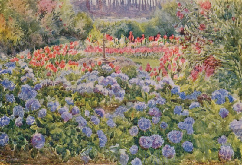 Blå hortensiaer og pink cannas, Alphen, Wynberg (farvelitografi) af Elizabeth Drake