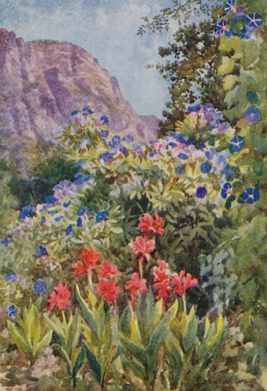 Blå Ipomoea og Cannas, Bishopscourt, nær Cape Town (farvelitografi) af Elizabeth Drake