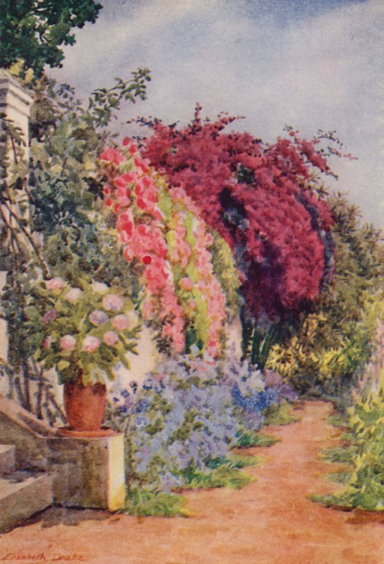 Bougainvillea og roser, Welgelegen, Rosebank (farvelitografi) af Elizabeth Drake