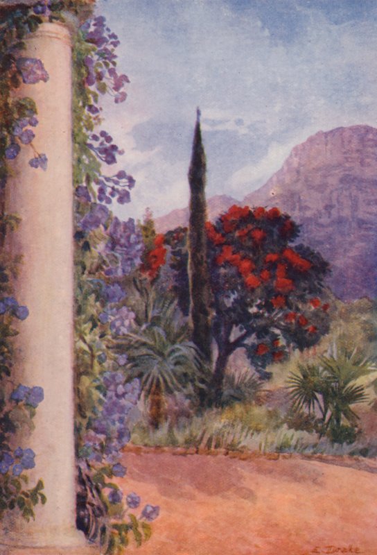 Mørkerød eukalyptus og Solanum Wendlandii ved Paradise, Claremont (farvelitografi) af Elizabeth Drake