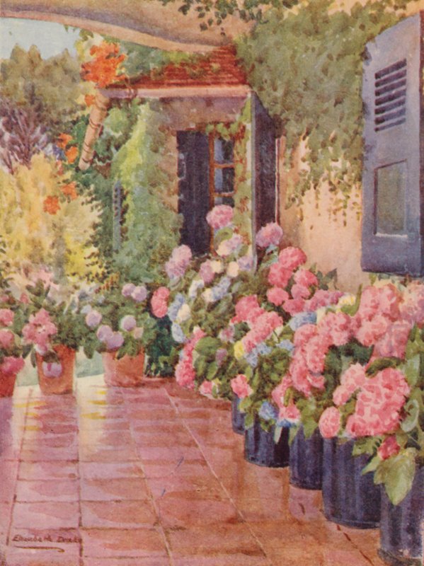 Hortensiaer på trappen, Paradise, Claremont (farvelitografi) af Elizabeth Drake
