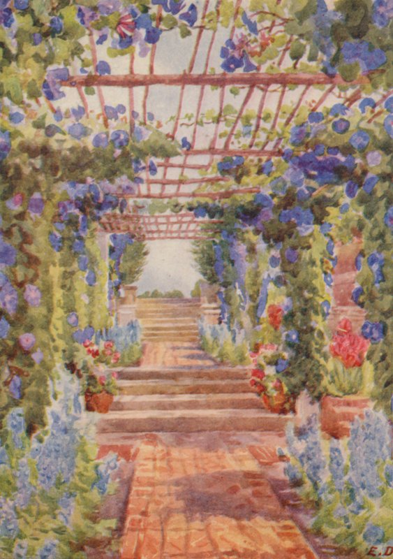 Pergola dækket af blå Ipomoea Learii de Grendel, Tygerberg (farvelitografi) af Elizabeth Drake
