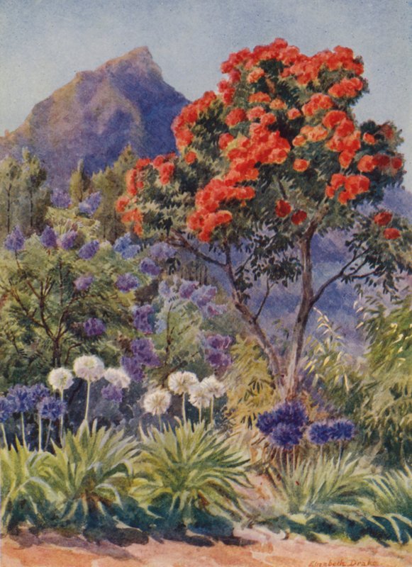 Skarlagenrød blomstrende eukalyptus, nær Cape Town (farvelitografi) af Elizabeth Drake