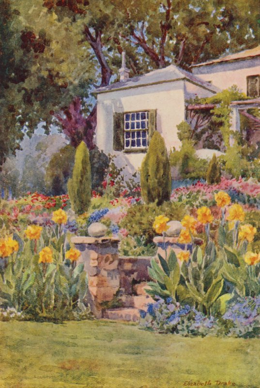 Gule kannaer ved trapperne, Bishopscourt, nær Cape Town (farvelitografi) af Elizabeth Drake