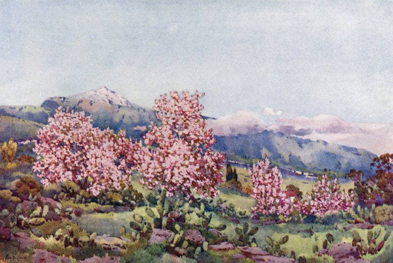 Almond Blossom, Valley of Orotava (farve litho) af Ella Du Cane