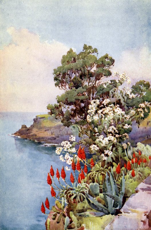 Aloe and Daisy Tree (farve litho) af Ella Du Cane