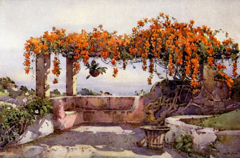 Bignonia Venusta (farve litho) af Ella Du Cane