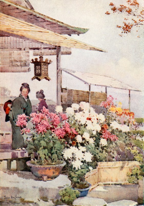 Krysantemum (farve litho) af Ella Du Cane