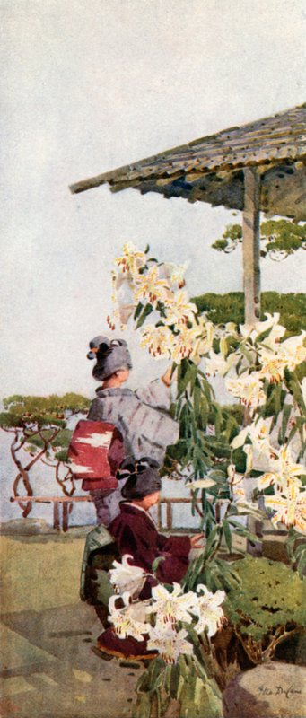 Golden Lily (farve litho) af Ella Du Cane