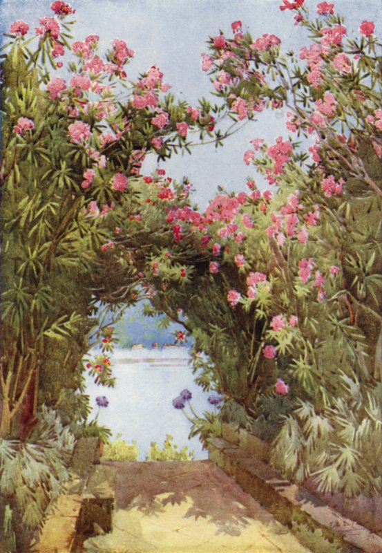Oleanders, Isola Madre, Lago Maggiore (farve litho) af Ella Du Cane