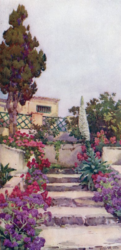 Statices and Pride of Teneriffe (farve litho) af Ella Du Cane