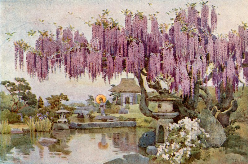 Den gamle Wistaria (farve litho) af Ella Du Cane