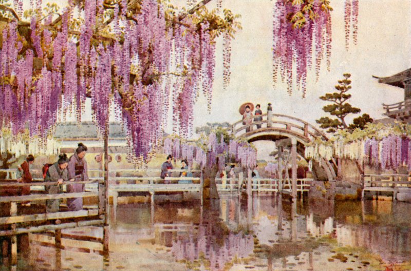 Wistaria, Kameido (farve litho) af Ella Du Cane