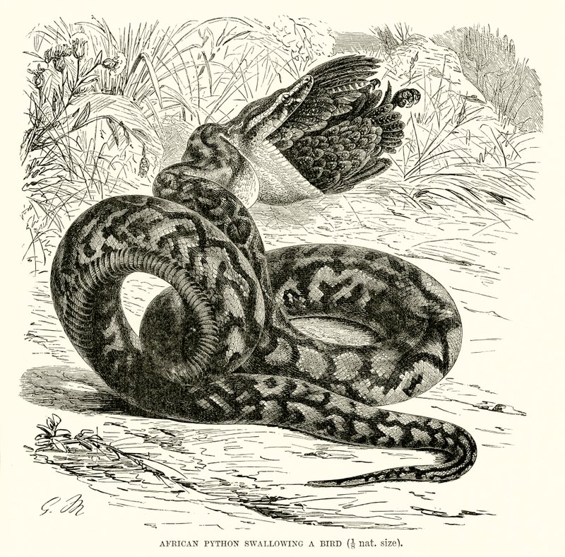 Afrikansk Python, der sluger en fugl af English School