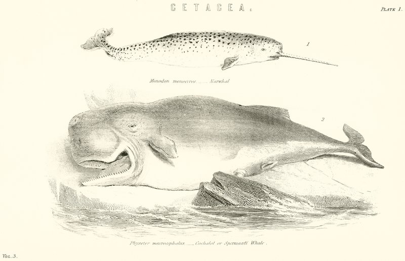 Cetacea af English School