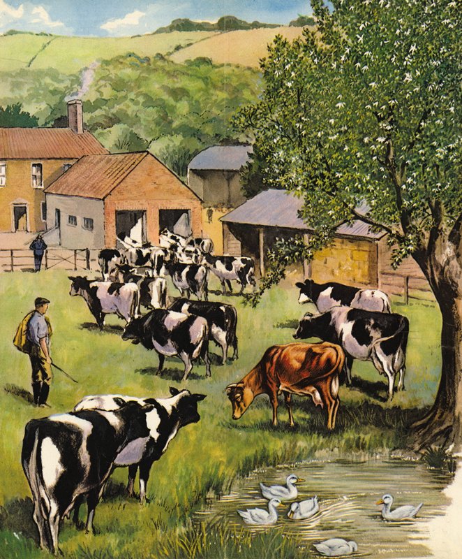 Dairy farm, England, 1960