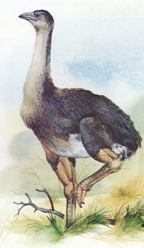 Moa, Dinornis Maximus, fra New Zealand, som uddøde omkring 1850 af English School