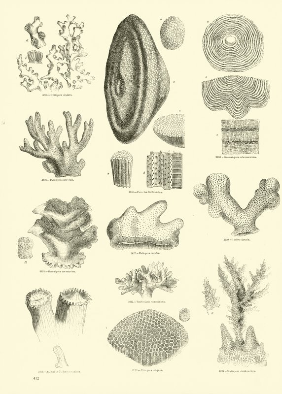 Side fra The Pictorial Museum of Animated Nature af English School