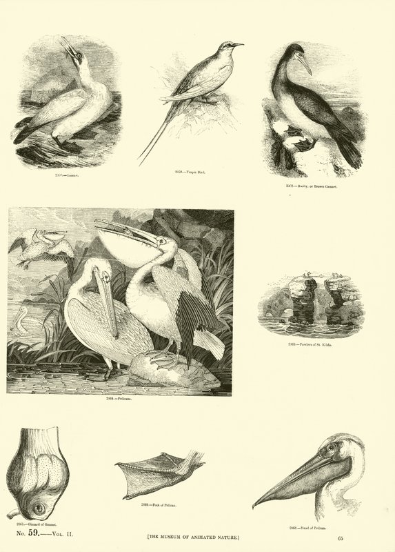 Side fra The Pictorial Museum of Animated Nature af English School