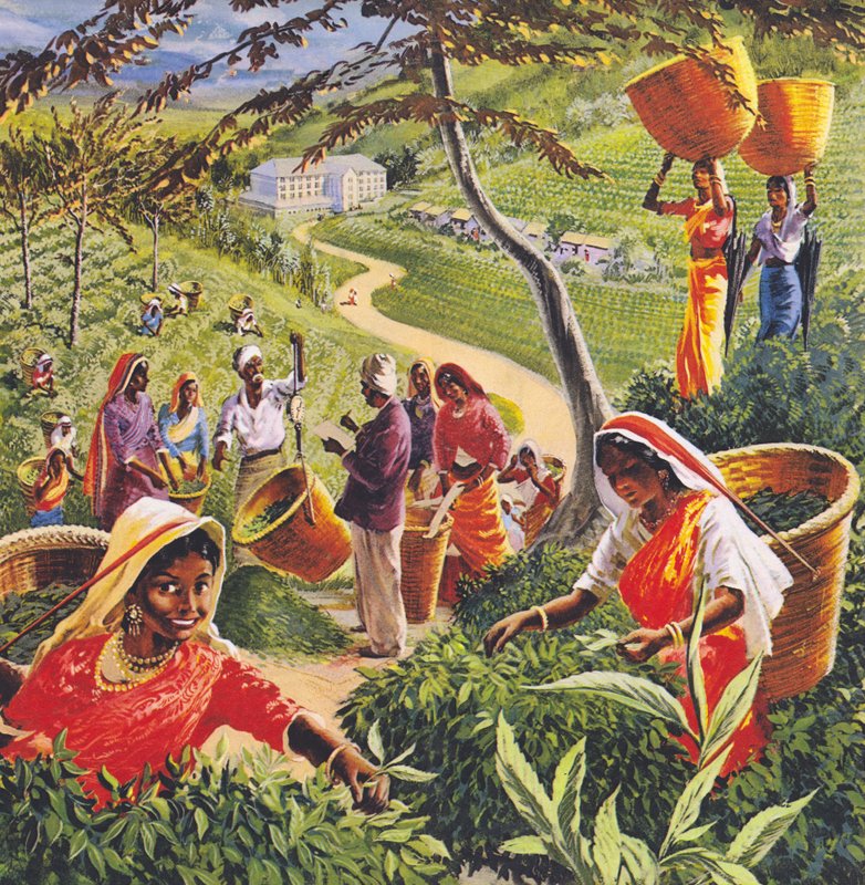 Teplantage i Ceylon, 1960