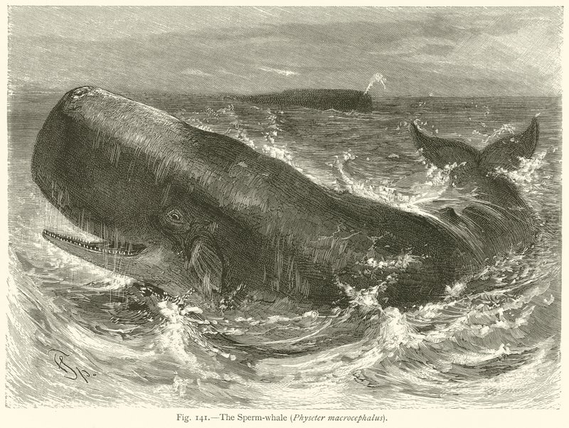 Sperm-hvalen (Physeter Macrocephalus) af English School