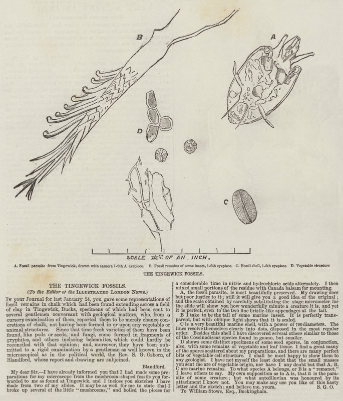 Tingewick-fossilerne af English School