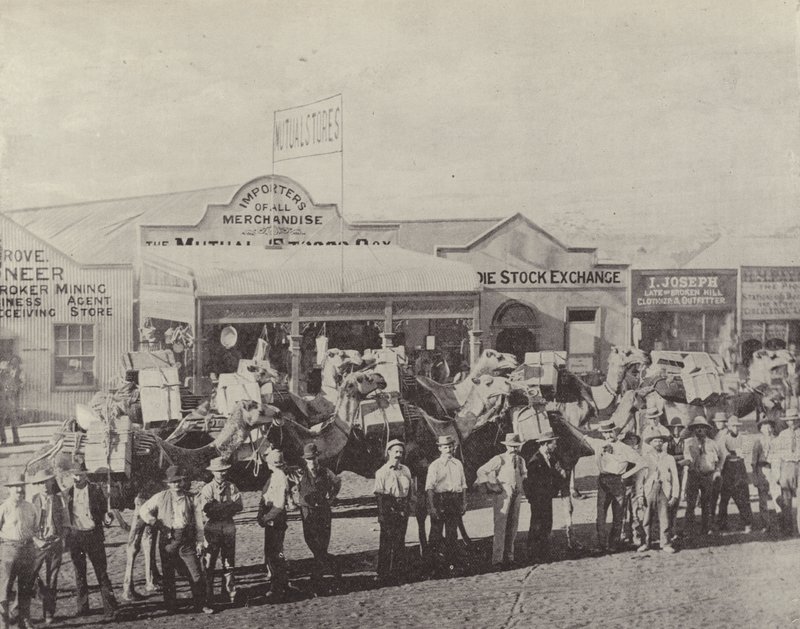 A Camel Train, Coolgardie, West Australia af English Photographer