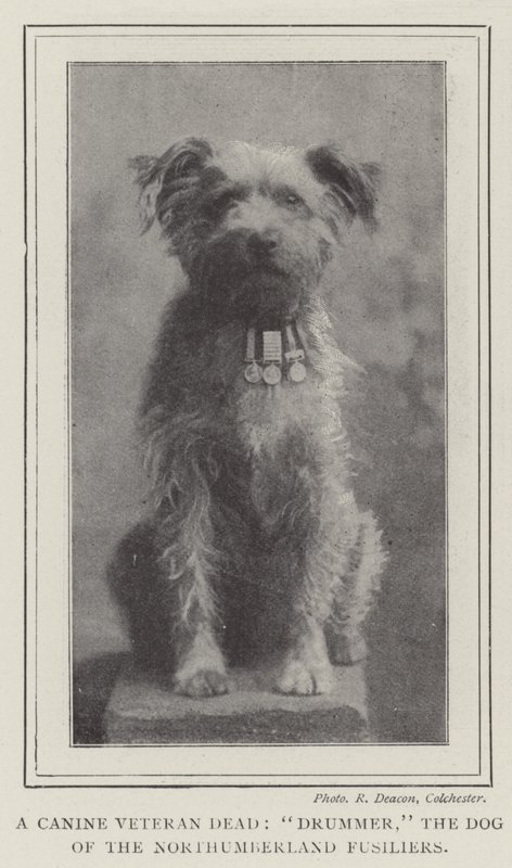 En hundeveteran død, trommeslager, hunden fra Northumberland Fusiliers af English Photographer