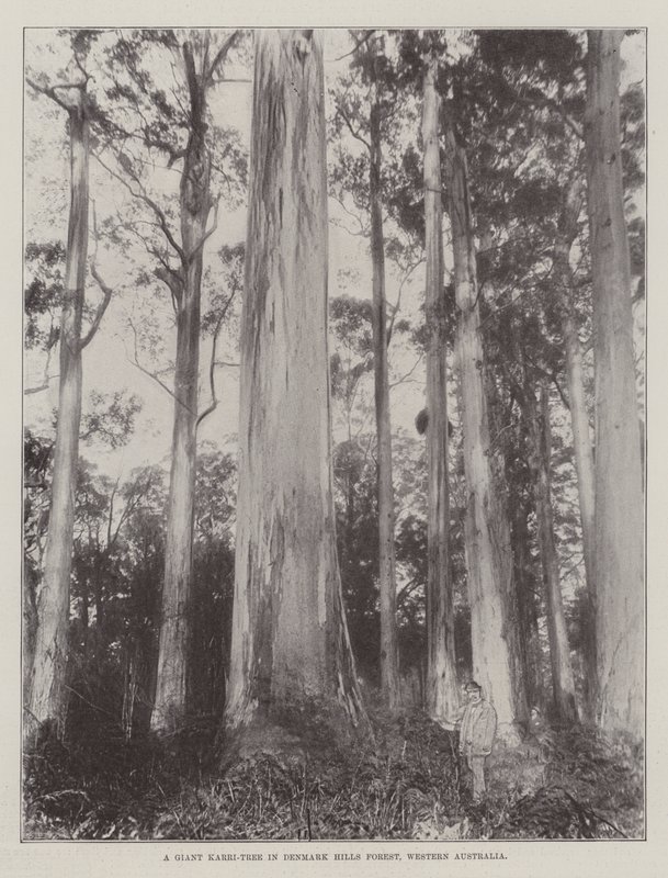 Et kæmpe Karri-træ i Denmark Hills Forest, Western Australia af English Photographer