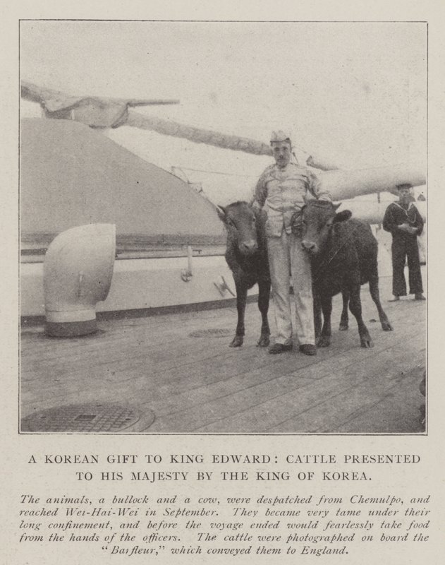 En koreansk gave til kong Edward, kvæg overrakt til hans majestæt af kongen af Korea af English Photographer