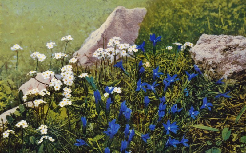 Alpine blomster: Androsace Chamaejasme og Gentiana Pumila (farvefoto) af English Photographer