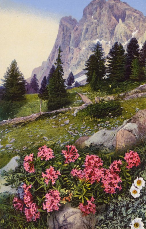 Alpine blomster: Daphne Striata med Dryas Octopetala (til højre) (farvefoto) af English Photographer
