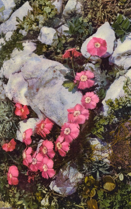 Alpine blomster: Dianthus Alpinus (farvefoto) af English Photographer