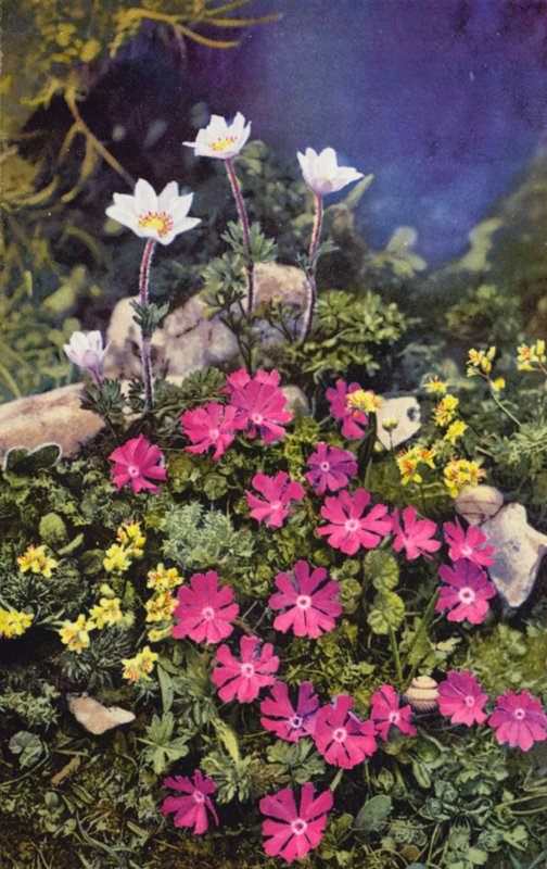 Alpine blomster: Draba Aizoides med Primula Minima (i midten) og Anemone Baldensis (bagest) (farvefoto) af English Photographer