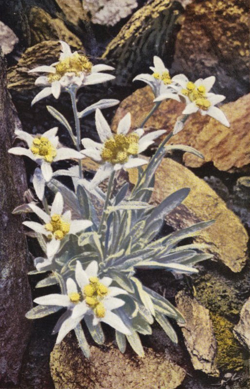 Alpine blomster: Edelweiss, Leontopodium Alpinum (farvefoto) af English Photographer