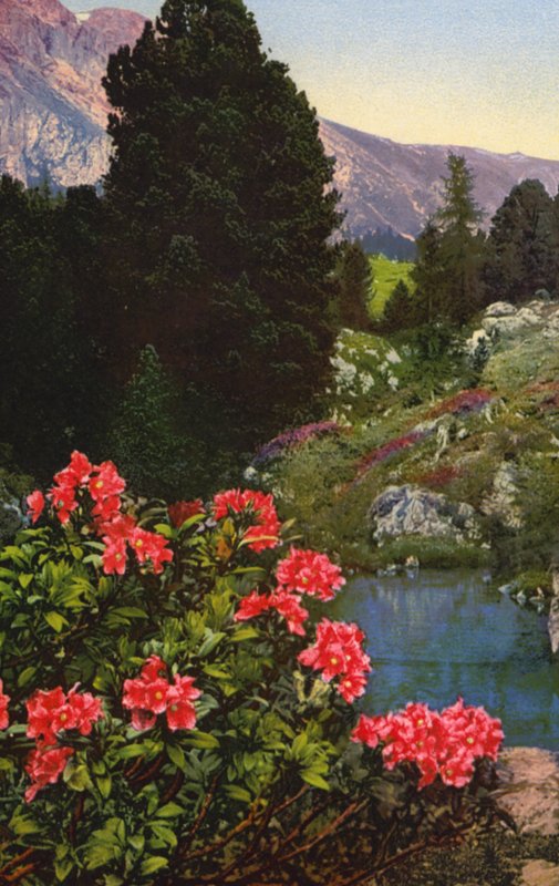 Alpine blomster: Rhododendron Ferrugineum (farvefoto) af English Photographer