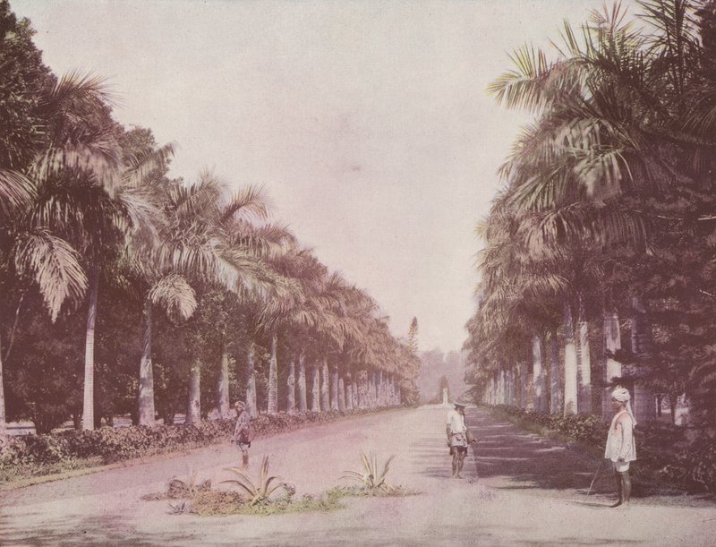 Avenue of Palms, Botanisk Have, Calcutta (farvet foto) af English Photographer