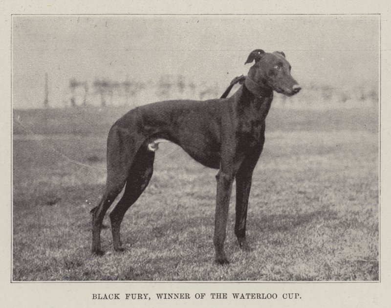 Black Fury, vinder af Waterloo Cup af English Photographer
