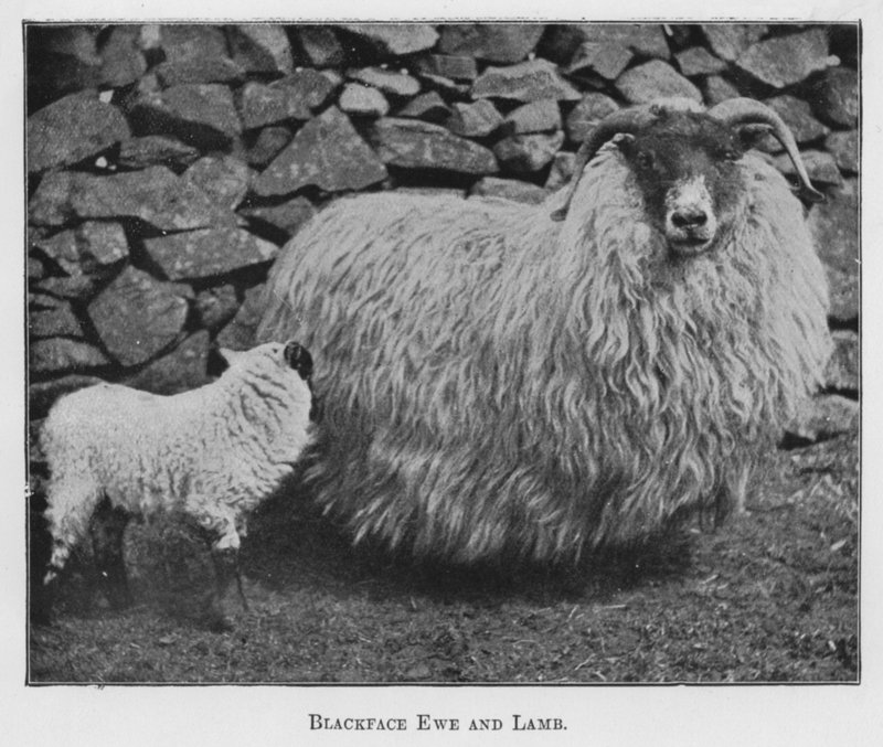 Blackface Ewe and Lamb (s/h foto) af English Photographer