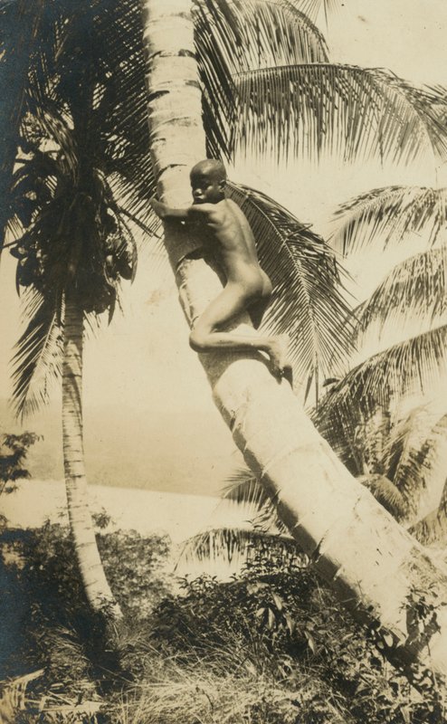 Dreng klatrer i et træ, Constant Bay, Jamaica af English Photographer