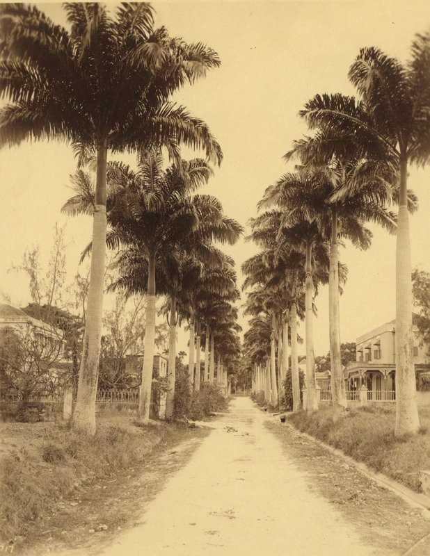 Bridgetown, Barbados, An Avenue of Palms af English Photographer