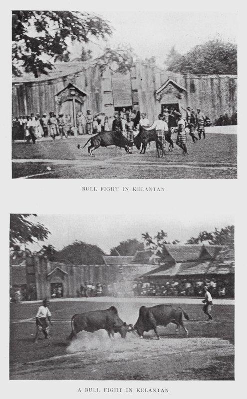 Tyrekamp i Kelantan (s/h foto) af English Photographer