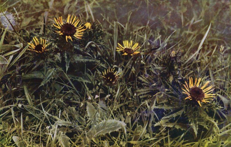 Carline tidsler (foto) af English Photographer
